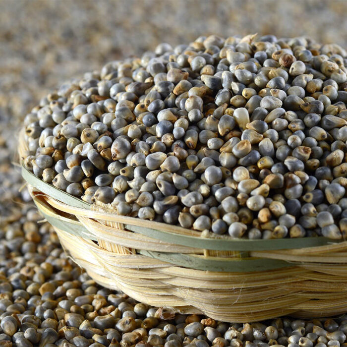 Bajra Seeds |