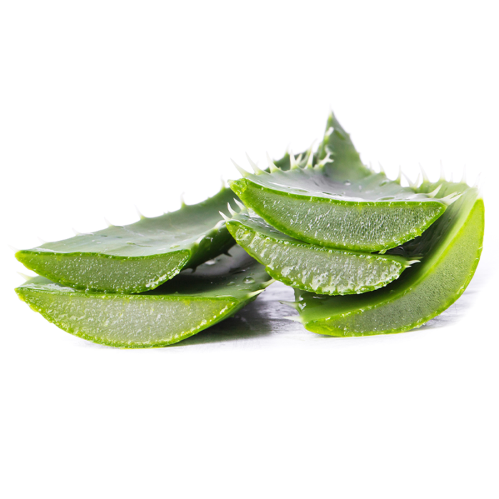 The Leaves Have White Serrated Edges And Contain A Clear Gel-Like Substance. The Plant Is Sitting On A Windowsill, With Sunlight Filtering Through The Glass In The Background.