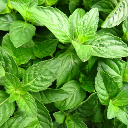 Fresh basil leaves in a vibrant green color, with visible veins and a slightly crinkled texture. The leaves are arranged in a circular pattern, with one larger leaf in the center and several smaller leaves surrounding it. The basil is positioned against a blurred background, suggesting a natural outdoor setting.