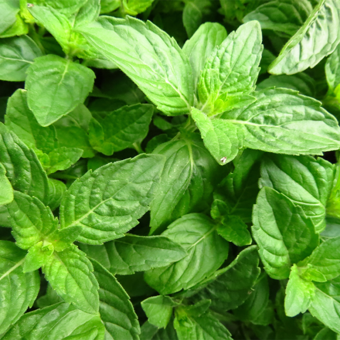 Fresh Basil Leaves In A Vibrant Green Color, With Visible Veins And A Slightly Crinkled Texture. The Leaves Are Arranged In A Circular Pattern, With One Larger Leaf In The Center And Several Smaller Leaves Surrounding It. The Basil Is Positioned Against A Blurred Background, Suggesting A Natural Outdoor Setting.