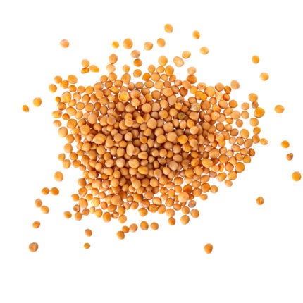 Mustard seeds, commonly used as a spice and condiment in cooking and seasoning, known for their pungent and slightly bitter flavor.