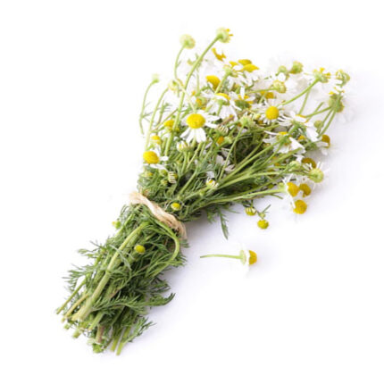 The flowers are small and white with a yellow center and delicate petals. Chamomile is known for its soothing and calming properties, often used to promote relaxation and relieve stress. The herb has a mild, floral aroma and a slightly sweet, herbal taste.