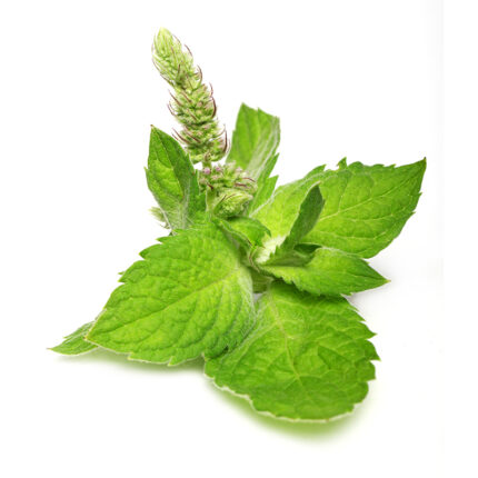 The cilantro leaves are arranged in a loose cluster, with thin, serrated edges and a bright green color. Cilantro is a popular ingredient in various cuisines, including Latin American, Middle Eastern, and Southeast Asian.