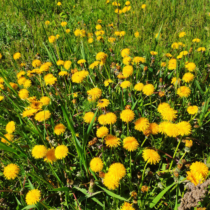 The Plant Has Large, Round, Slightly Fuzzy Leaves That Appear After The Flower. Coltsfoot Is A Perennial Herb Native To Europe And Asia And Is Commonly Used In Herbal Medicine For Its Potential Anti-Inflammatory And Respiratory Benefits.