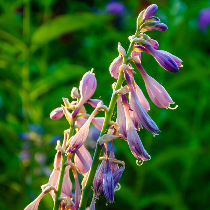 The Plant Is A Perennial Herb Native To Europe And Asia And Is Commonly Used In Herbal Medicine For Its Potential Healing Properties. Comfrey Is Known For Its Ability To Soothe Inflammation And Promote Tissue Repair, And It Is Often Used Topically As A Poultice Or Salve.