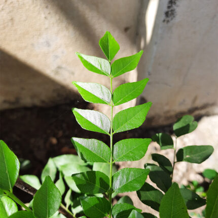 Curry leaves are dark green, shiny, and have a long, slender shape. They have a distinct aroma and a slightly bitter taste, and they are commonly used as a seasoning in South Asian cuisine, particularly in dishes like curries, soups, and chutneys.