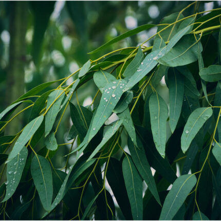 . The leaves are long, slender, and a bluish-green color, with a distinct aroma that is often used in aromatherapy and medicinal preparations. Eucalyptus oil is known for its potential respiratory and anti-inflammatory benefits, and it is commonly used in products like chest rubs, cough drops, and inhalers.