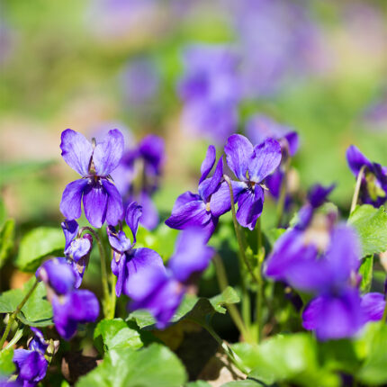 The flowers are commonly used in herbal medicine as a digestive aid and to stimulate appetite. Gentian is also used as a flavoring in liqueurs and bitters, and it is a popular ingredient in traditional cocktails like the Negroni and the Manhattan.