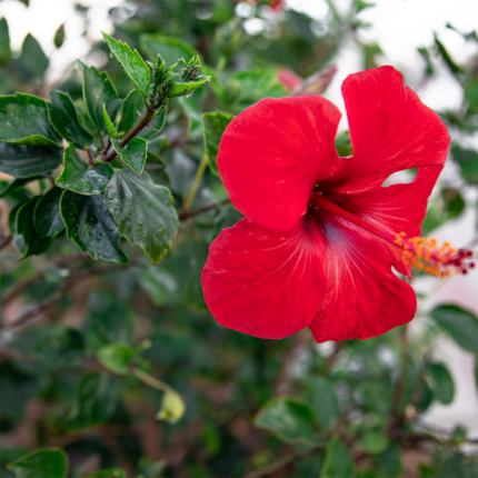 The petals are slightly ruffled at the edges and have a velvety texture. Hibiscus flowers are often used to make tea and other beverages due to their tangy, citrusy flavor and high vitamin C content.