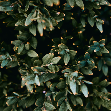 They have a distinctive flavor that is slightly floral and astringent. Bay leaves are also used in herbal medicine to treat various ailments, including digestive problems, respiratory conditions, and joint pain.