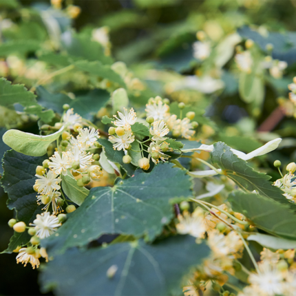 The flowers are yellowish-white and have five petals and long stamens. The leaves are heart-shaped and dark green. Linden is a deciduous tree that is native to Europe and has been used for centuries in herbal medicine. Its flowers and leaves are known for their calming and soothing properties and are often used to make tea or extracts.