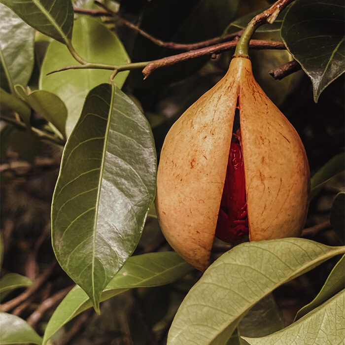 Brown, Dried And Outer Covering Of Nutmeg Seed - Used As A Spice.