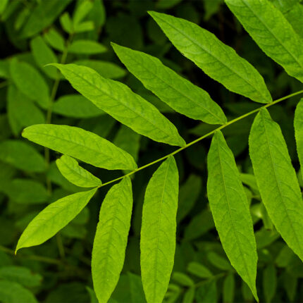 Maori people have used the manuka plant for its medicinal properties for generations. Essential oil extracted from manuka leaves is used to provide some antibacterial activity. The oil is also reported to sooth itchy skin.