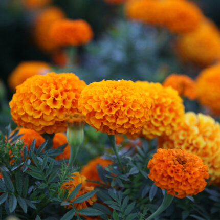 Marigold" is ambiguous as it refers to different plants. Please specify which type of marigold you are referring to.