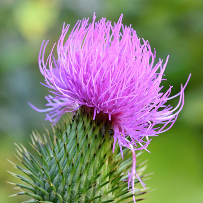 Milk Thistle