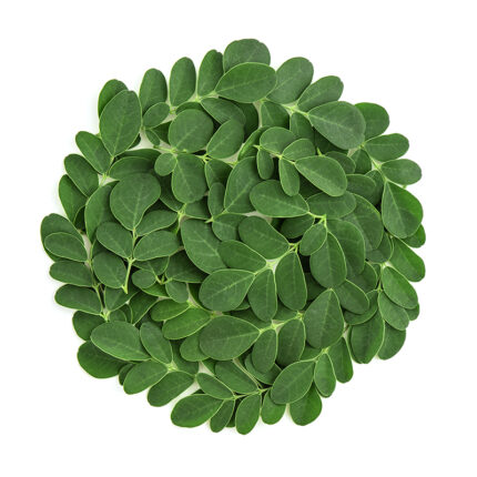 Moringa leaves are small in size and oval to obovate, or tear-drop shaped, with leaflets averaging 1-2 centimeters in length and . 5-1 centimeters in width. The vibrant green feathery leaflets are smooth, thick, and firm, and grow in a tripinnate structure.