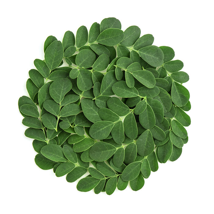 Moringa Leaves Are Small In Size And Oval To Obovate, Or Tear-Drop Shaped, With Leaflets Averaging 1-2 Centimeters In Length And . 5-1 Centimeters In Width. The Vibrant Green Feathery Leaflets Are Smooth, Thick, And Firm, And Grow In A Tripinnate Structure.