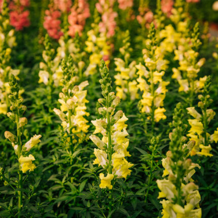 Mullein, also known as Verbascum, is a medicinal plant commonly used in herbal remedies for respiratory ailments, such as coughs and congestion. It is also used as a natural remedy for other health issues, such as earaches, skin irritation, and inflammation.