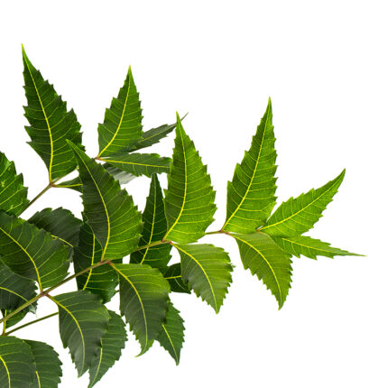 "Image of Neem Leaves - Small, pointed leaves with a dark green color and a bitter taste. Neem leaves are commonly used in traditional medicine and Ayurveda for their potential health benefits, such as improving skin health, boosting the immune system, and reducing inflammation. They are also used in culinary applications in certain regions and are known for their slightly bitter, pungent flavor. Neem leaves can be consumed fresh or dried, and are often used to make tea or extracts.