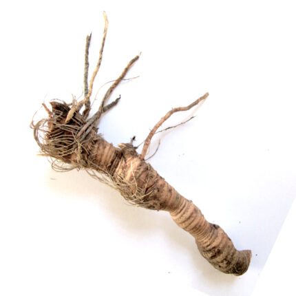 . Orris root has a light brown color and a wrinkled appearance. It is commonly used in perfumery, cosmetics, and herbal medicine. The image may also show powdered Orris root,