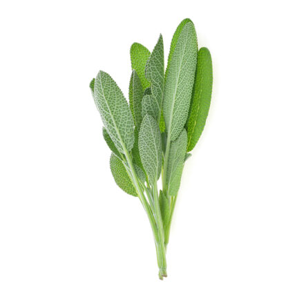 The sage leaves are medium-sized and have a pale green color with a slightly velvety texture. They are arranged in a cluster and fill the frame of the image. The image captures the appearance of fresh sage, a popular herb known for its distinct flavor and medicinal properties. The alt text conveys the medium size, pale green color, and velvety texture of the sage leaves.