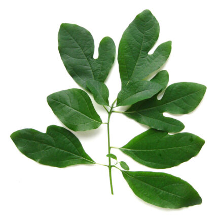 The sassafras leaves are medium-sized with a bright green color and a distinctive three-lobed shape. They are arranged in a cluster and fill the frame of the image. The image captures the appearance of dried sassafras leaves, a plant commonly used for its unique flavor and medicinal properties.