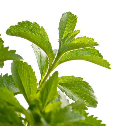 The Stevia leaves are green, with a smooth and shiny surface. The image captures the appearance of Stevia, a natural sweetener and sugar substitute. The alt text conveys the green color and shiny texture of the Stevia leaves.