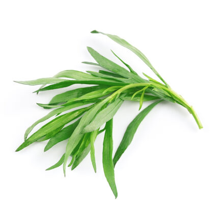 A bunch of fresh tarragon leaves, known for their long, narrow shape and light green color, commonly used as a culinary herb for its unique and slightly bittersweet flavor.