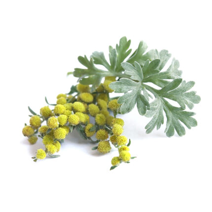 A plant of wormwood, known for its grayish-green leaves and bitter taste. Wormwood is a medicinal herb and has been used for centuries in traditional medicine to treat various ailments such as digestive problems and fever. It is also used in the production of the alcoholic beverage absinthe and as a flavoring agent in some culinary dishes.