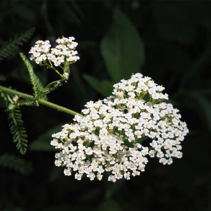bunch of yarrow flowers, known for their flat, clustered shape and a range of colors including white, yellow, pink, and red. Yarrow is a medicinal herb and has been used for centuries in traditional medicine to treat various ailments such as fever, colds, and digestive problems. It is also used as a flavoring agent in some culinary dishes.