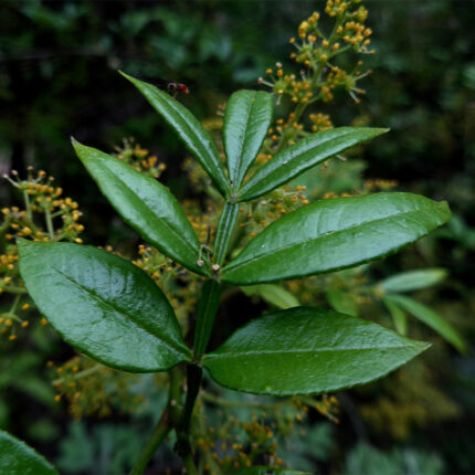 The alt text for Zanthoxylum aratum could be: "A branch of Zanthoxylum aratum plant, commonly known as Szechuan pepper, with green leaves and small, reddish-brown berries. Szechuan pepper is a spice commonly used in Chinese and other Asian cuisines, known for its unique and numbing flavor, with a slightly lemony and woody taste. The berries are often used whole or ground in dishes such as stir-fries, soups, and marinades.