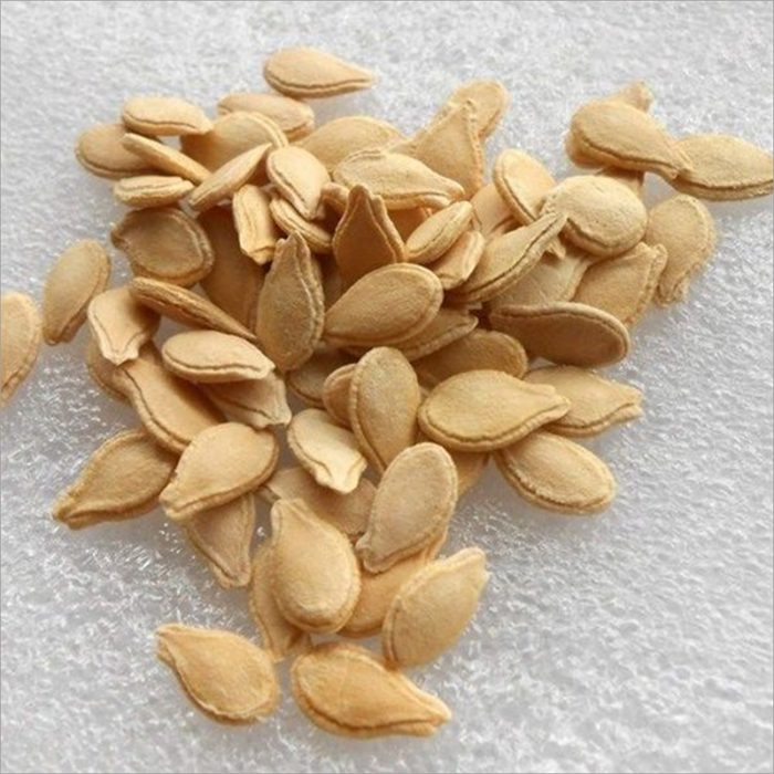 Seeds Obtained From The Ash Gourd Plant, Used For Cultivation Or Potential Health Benefits.