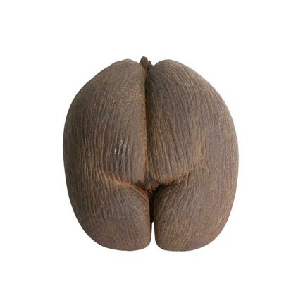 The seeds have a unique shape resembling a double coconut or a large buttock. They are glossy and have a hard outer shell.