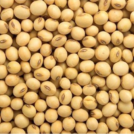 The seeds are small, oval-shaped, and have a pale yellow or tan color. They are commonly used for research purposes in the field of agriculture.