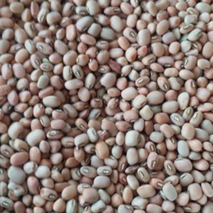 A handful of cowpea seeds, also known as lobhiya seeds. The seeds are small, kidney-shaped.