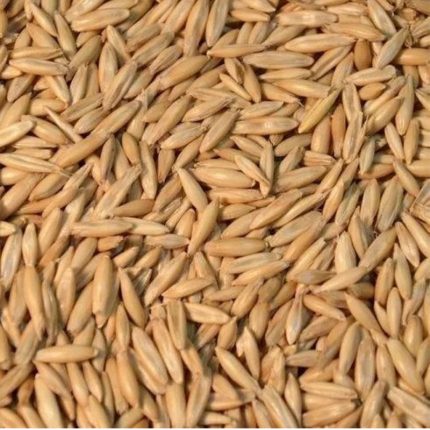 Dried Vegetable Oat Seeds: Seeds combining vegetable seeds with dried oats for convenient incorporation of vegetables and oats into meals.