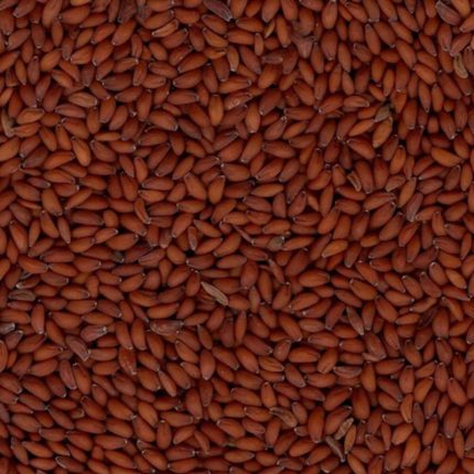 The seeds are small, oval-shaped, and have a deep maroon or reddish-brown color.