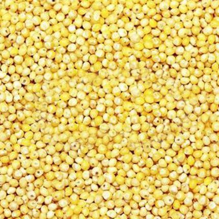 Pure and organic millet seeds that are free from impurities, commonly used as a nutritious grain for various culinary purposes.