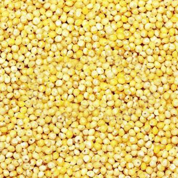 Pure And Organic Millet Seeds That Are Free From Impurities, Commonly Used As A Nutritious Grain For Various Culinary Purposes.