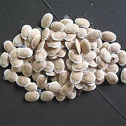The seeds are light brown or tan in color. Sponge gourd plants are tropical and subtropical vines that produce long, cylindrical fruits with a fibrous interior.