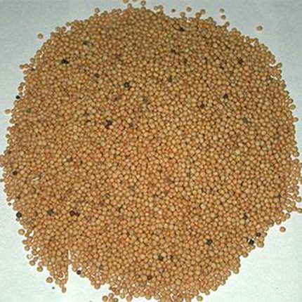The seeds are small, round, and have a bright yellow color. Yellow mustard seeds are commonly used as a spice and condiment in various cuisines.